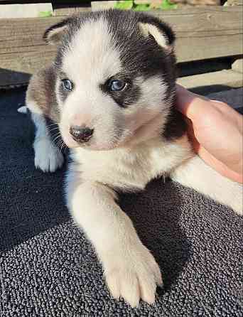 Подаю щенков Донецк