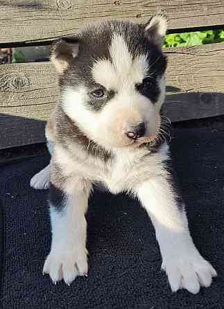 Подаю щенков Донецк