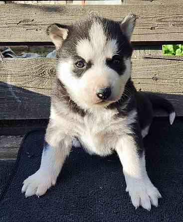 Подаю щенков Донецк