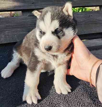 Подаю щенков Донецк