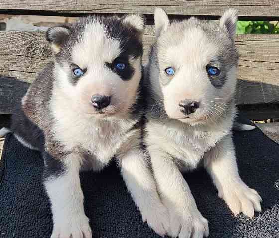 Подаю щенков Донецк