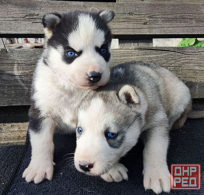 Подаю щенков Донецк - изображение 3