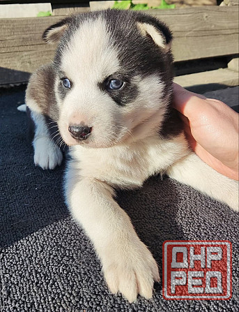 Подаю щенков Донецк - изображение 1