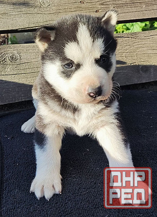 Подаю щенков Донецк - изображение 5