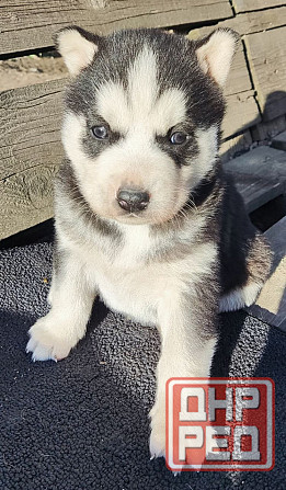 Подаю щенков Донецк - изображение 7