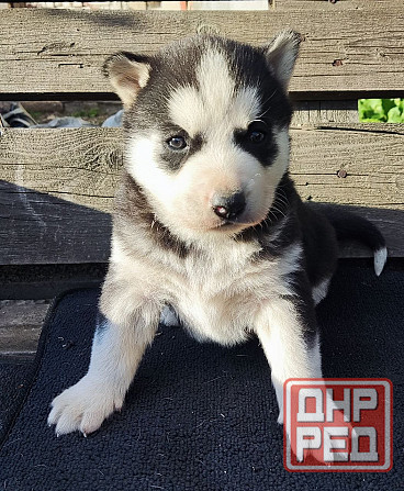 Подаю щенков Донецк - изображение 6