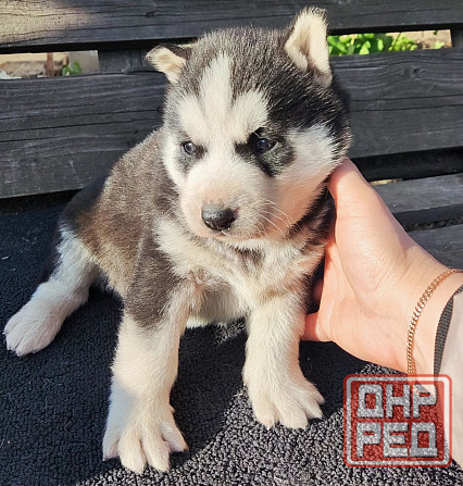 Подаю щенков Донецк - изображение 4