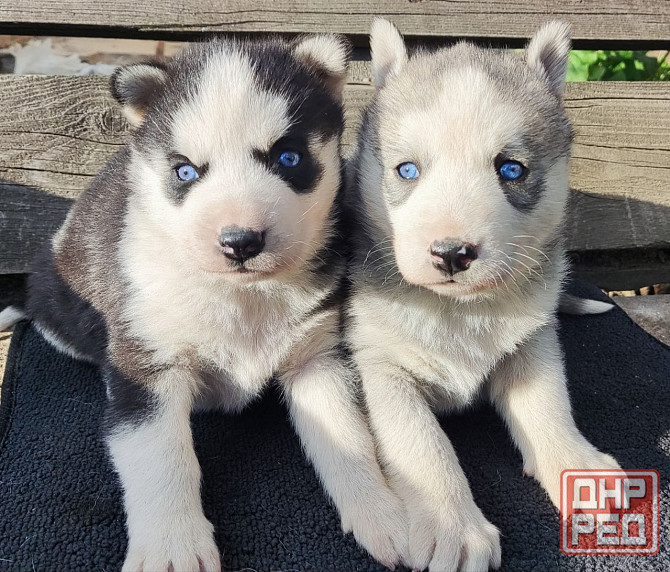 Подаю щенков Донецк - изображение 2