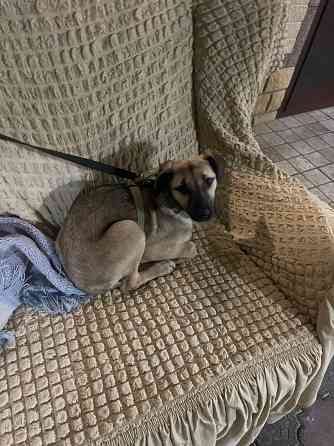 Отдам в хорошие руки собачка 5 месяцев девочка Донецк