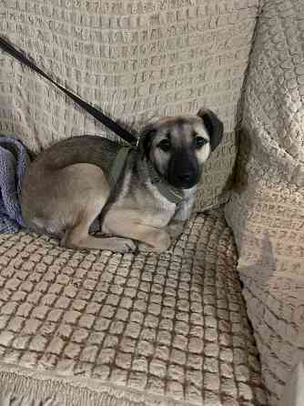 Отдам в хорошие руки собачка 5 месяцев девочка Донецк