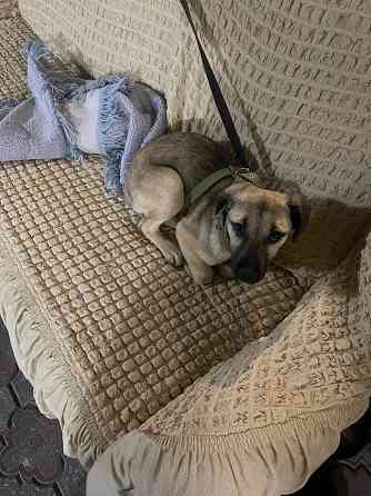 Отдам в хорошие руки собачка 5 месяцев девочка Донецк