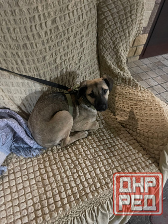 Отдам в хорошие руки собачка 5 месяцев девочка Донецк - изображение 3