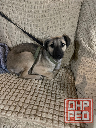 Отдам в хорошие руки собачка 5 месяцев девочка Донецк - изображение 1