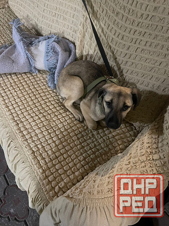 Отдам в хорошие руки собачка 5 месяцев девочка Донецк - изображение 2