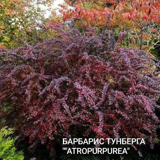 Барбарис кустарник Донецк