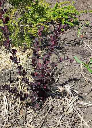 Барбарис кустарник Донецк