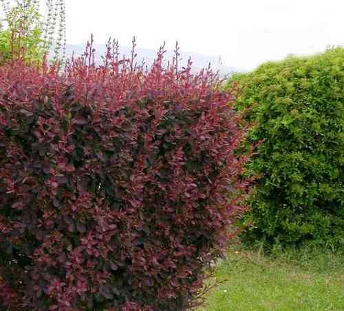 Барбарис кустарник Донецк