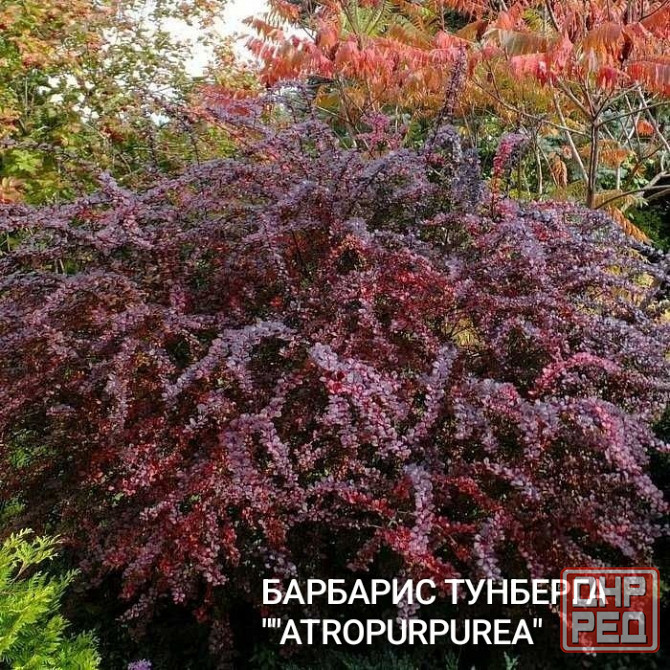 Барбарис кустарник Донецк - изображение 2