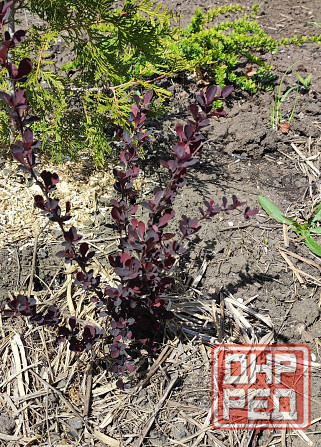 Барбарис кустарник Донецк - изображение 4