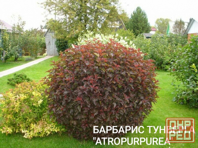 Барбарис кустарник Донецк - изображение 1