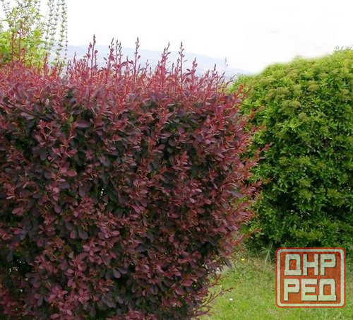 Барбарис кустарник Донецк - изображение 3