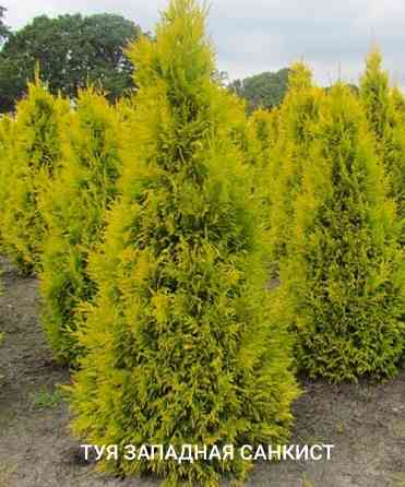 Туя SUNKIST Донецк