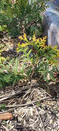 Туя SUNKIST Донецк