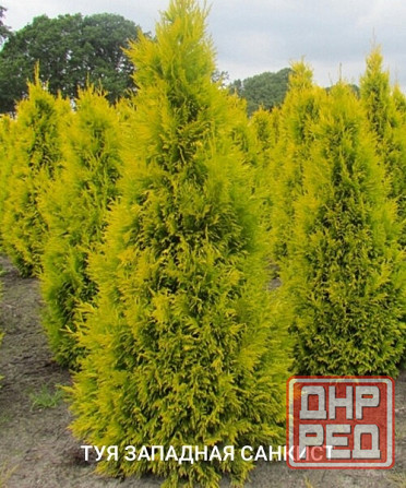Туя SUNKIST Донецк - изображение 1