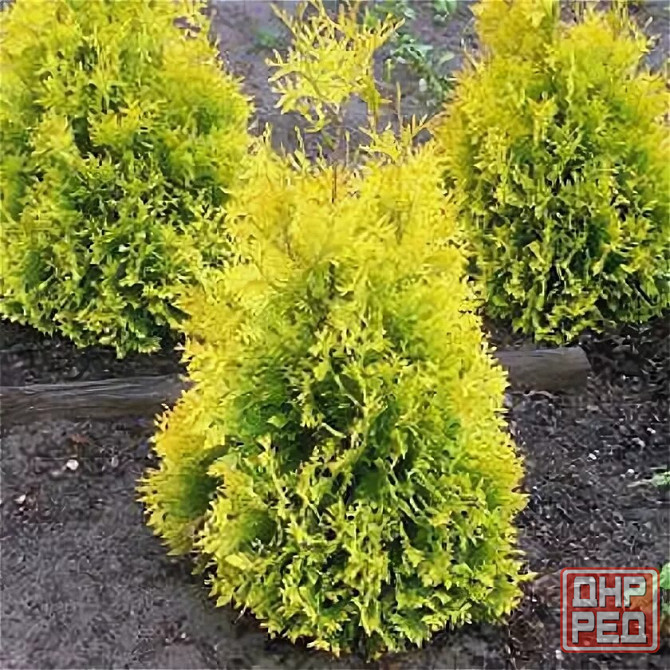 Туя SUNKIST Донецк - изображение 4