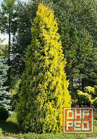 Туя SUNKIST Донецк - изображение 2