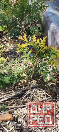 Туя SUNKIST Донецк - изображение 3