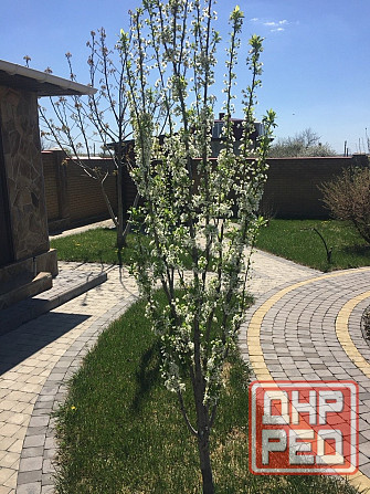 Продам лучший дом в Андреевке, своя скважина. Донецк - изображение 10