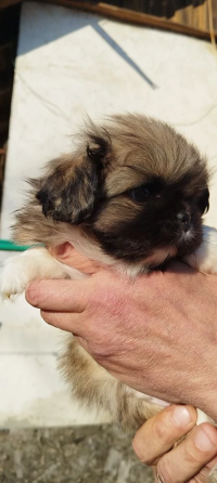 Детки конфетки Снежное