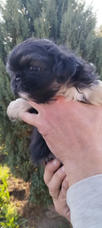 Детки конфетки Снежное