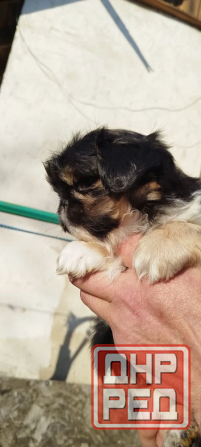 Детки конфетки Снежное - изображение 4