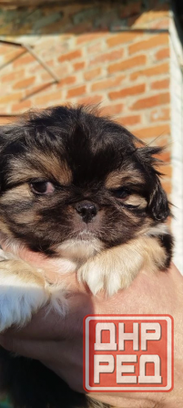 Детки конфетки Снежное - изображение 3