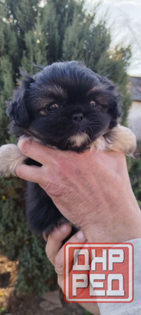 Детки конфетки Снежное - изображение 1