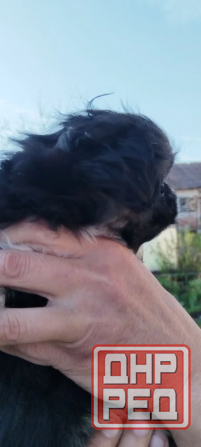 Детки конфетки Снежное - изображение 2