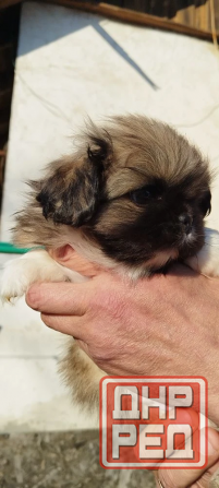 Детки конфетки Снежное - изображение 6