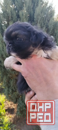 Детки конфетки Снежное - изображение 5