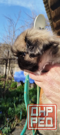 Детки конфетки Снежное - изображение 7