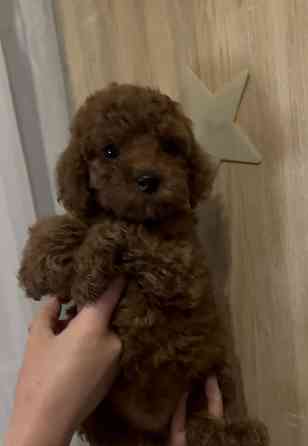 Карликовый пудель Донецк