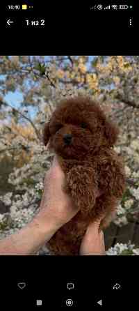 Карликовый пудель Донецк