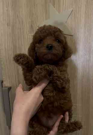 Карликовый пудель Донецк