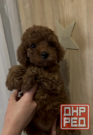 Карликовый пудель Донецк - изображение 2