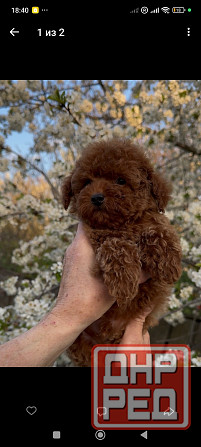 Карликовый пудель Донецк - изображение 3