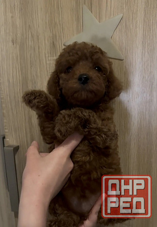 Карликовый пудель Донецк - изображение 1