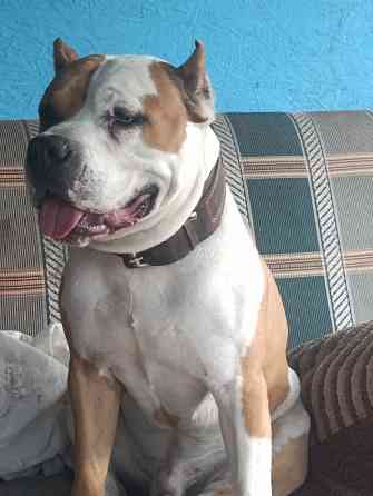 Стаффордширский терьер вязка Донецк