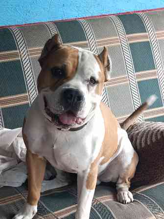 Стаффордширский терьер вязка Донецк