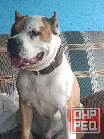 Стаффордширский терьер вязка Донецк - изображение 2